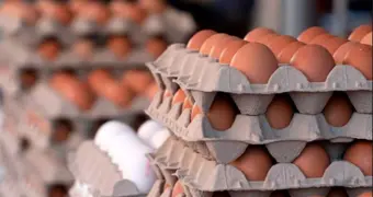 Казахстан закрыл “куриные границы”: временный запрет на ввоз яиц