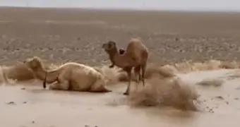 Степь в Мангистау покрылась льдом: эколог предупредил о рисках для домашнего скота