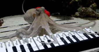 Музыкант из Швеции научил осьминога «играть» на пианино