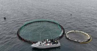 В Мангистау реализуется первый в Центральной Азии проект морской аквакультуры