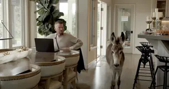 Американец бросил успешную карьеру ради помощи ослам