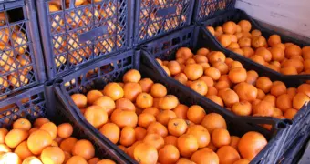 От кожуры до хвостика: как выбрать самые сладкие и свежие мандарины