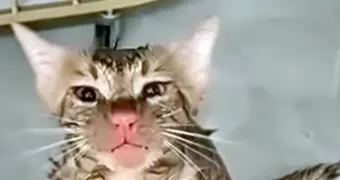 Кот выжил после стирки в работающей машине