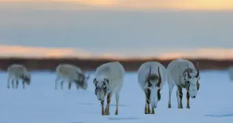 Сайгаки массово бегут из Казахстана в Россию