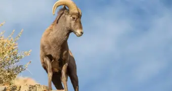 Архары попали на видео в Устюртском заповеднике