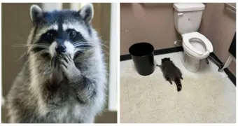 Уснувший пьяным в алкомаркете енот оказался опытным рецидивистом