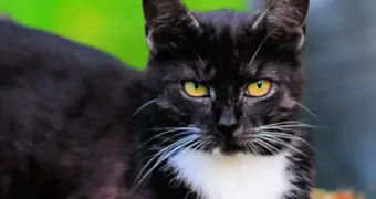 38 лет жизни и секрет долгожителя: как питалась самая старая кошка в мире