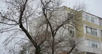 Миллиард на зелень - отчёт о проделанной работе озеленителей Актау