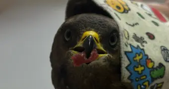 Как спасают краснокнижных диких хищных птиц в Мангистау