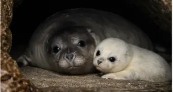 Туристы загнали редких тюленей в пещеры