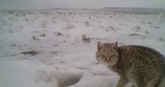 Редкую степную кошку зафиксировали фотоловушки на Устюрте