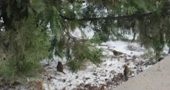 Синоптики рассказали, каким будет первый месяц 2026 года