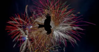 Как фейерверки влияют на природу и птиц – мнение эколога из Мангистау