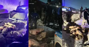 В Мангистау задержан подозреваемый в незаконной перевозке сайги