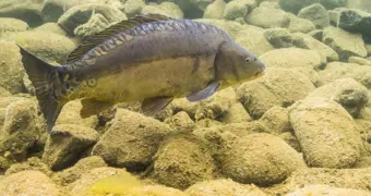 Китайские ученые вывели новый вид карпа практически без костей