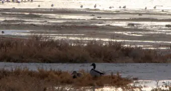 Яркая утка на набережной Актау удивила горожан