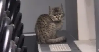 В один из спорткомплексов Актау забрался степной кот – очевидец