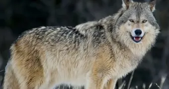 В Казахстане определили судьбу волков и шакалов на 2026 год