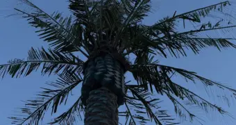 Пластмассовая роскошь Актау: облезлые пальмы на набережной шокируют жителей