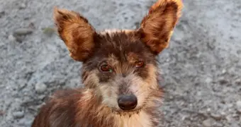 В Актау готовят проект строительства городского питомника для бездомных животных