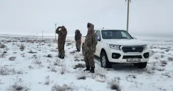 Мигрирующих в Мангистау сайгаков показали сотрудники природного парка  «Кызылсай»
