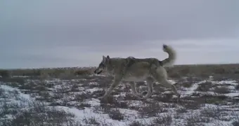 В Мангистау начат приём заявок на отстрел волков и шакалов