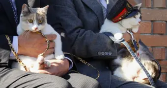 В Японии кошка стала начальником железнодорожной станции