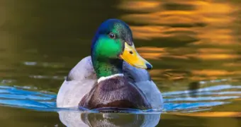 Утка с набережной Актау может стать птицей 2026 года