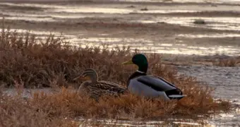 Обитающая в Мангистау утка претендует на звание птицы года