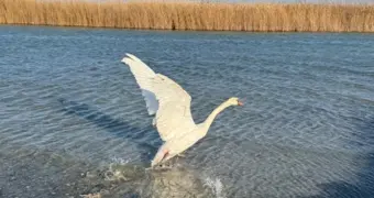 В Мангистау обнаружили ослабленного лебедя