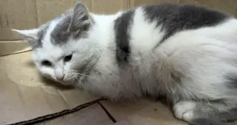 В Актау борются за жизнь котенка с переломами