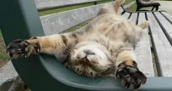 Сколько на самом деле нужно отдыхать каждый день