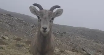 Зимняя жизнь диких животных и птиц в природном парке «Кызылсай»