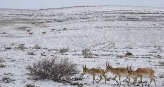 Въезд на территорию Устюртского заповедника подорожал