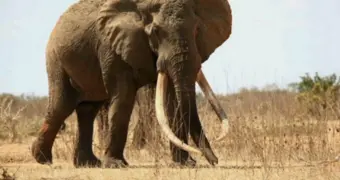 Слоны научили кофе быть мягким: тайна дорогого Black Ivory раскрыта