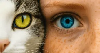 Что видят кошки, чего не видим мы