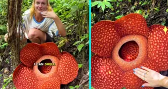 От красоты до ужаса: туристка понюхала самый вонючий цветок планеты и поделилась впечатлениями