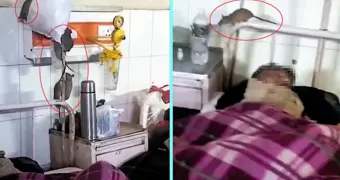 В Индии крысы захватили больничную палату с пациентами (видео)