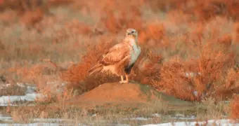 Как кипит жизнь степи в Мангистау зимой (видео)