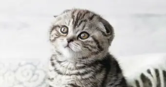 В Нидерландах запретили разведение шотландских вислоухих и сфинксов