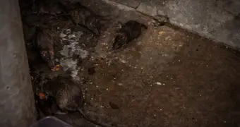 Опасные соседи: на нашествие крыс жалуются жители многоэтажки в Актау