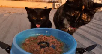 Дрон-доставщик для котов: видео из Актау стало вирусным за рубежом