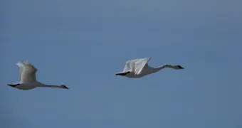 Тысячи исчезли: на Караколе в Актау резко сократилось число зимующих птиц