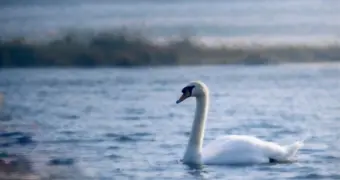 Почему на Караколе резко сократилось число зимующих птиц