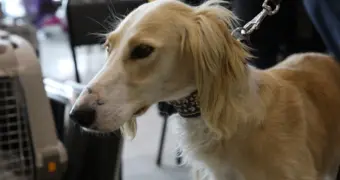 Редких собак породы тазы убили дротиками в Караганде