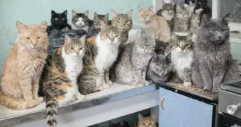 О жестокости и милосердии: как жительница Актау спасает и выхаживает 200 кошек