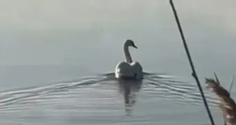 В Жанаозене спасли ослабевшего лебедя