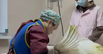 Чудесное спасение: в Мангистау ветеринары прооперировали лебедя с переломом крыла