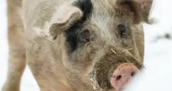 Свиньи затерроризировали жителей российского города: отбирают пакеты, грабят мусорки и пугают детей