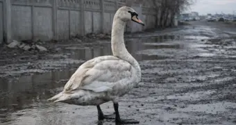 Одинокая птица в Актау - спасать или не трогать?